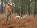 Hunting Dogs